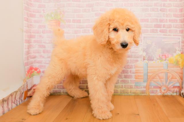 埼玉県のスタンダードプードル (Coo&RIKU熊谷ニットーモール店/2025年9月25日生まれ/男の子/クリーム)の子犬の3枚目の画像