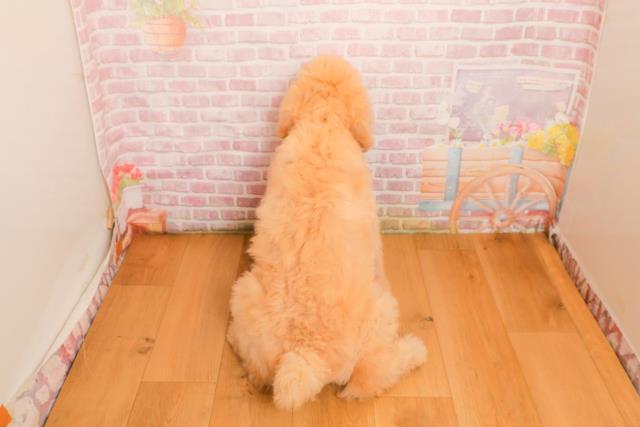 埼玉県のスタンダードプードル (Coo&RIKU熊谷ニットーモール店/2025年9月25日生まれ/男の子/クリーム)の子犬の4枚目の画像