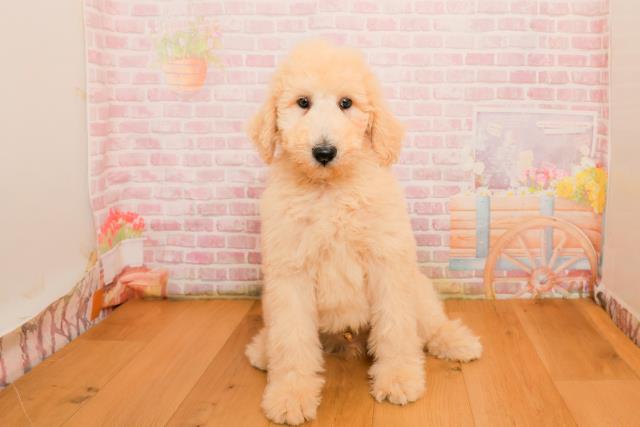 千葉県のスタンダードプードル (Coo&RIKUフレスポ稲毛店/2025年9月25日生まれ/男の子/クリーム)の子犬の1枚目の画像