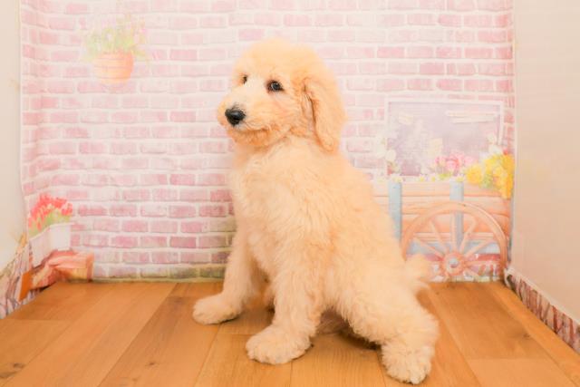 千葉県のスタンダードプードル (Coo&RIKUフレスポ稲毛店/2025年9月25日生まれ/男の子/クリーム)の子犬の2枚目の画像