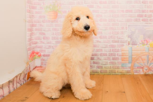 千葉県のスタンダードプードル (Coo&RIKUフレスポ稲毛店/2025年9月25日生まれ/男の子/クリーム)の子犬の3枚目の画像