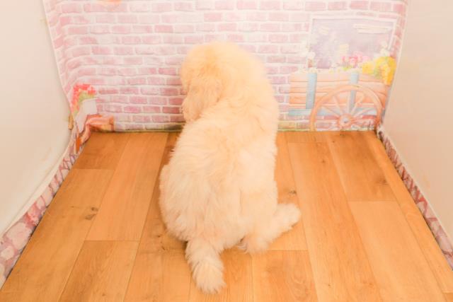 千葉県のスタンダードプードル (Coo&RIKUフレスポ稲毛店/2025年9月25日生まれ/男の子/クリーム)の子犬の4枚目の画像