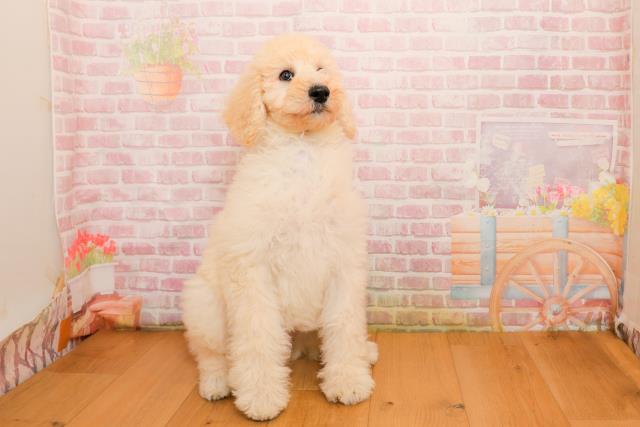 埼玉県のスタンダードプードル (Coo&RIKUヤオコー幸手店/2025年9月25日生まれ/女の子/クリーム)の子犬の1枚目の画像