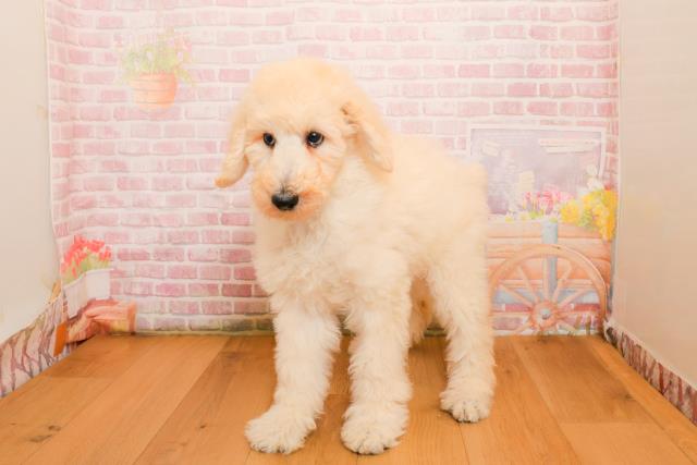 埼玉県のスタンダードプードル (Coo&RIKUヤオコー幸手店/2025年9月25日生まれ/女の子/クリーム)の子犬の2枚目の画像