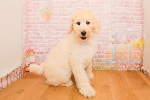 埼玉県のスタンダードプードル (Coo&RIKUヤオコー幸手店/2025年9月25日生まれ/女の子/クリーム)の子犬の3枚目の画像