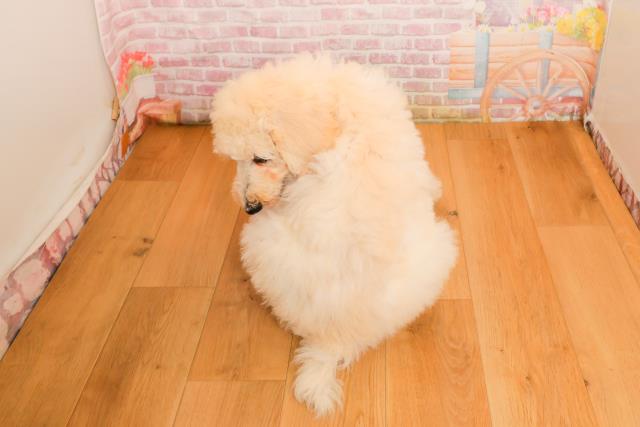 埼玉県のスタンダードプードル (Coo&RIKUヤオコー幸手店/2025年9月25日生まれ/女の子/クリーム)の子犬の4枚目の画像