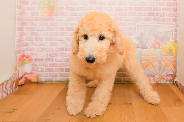 岩手県のスタンダードプードル (Coo&RIKU一関店/2025年9月25日生まれ/女の子/クリーム)の子犬の1枚目の画像