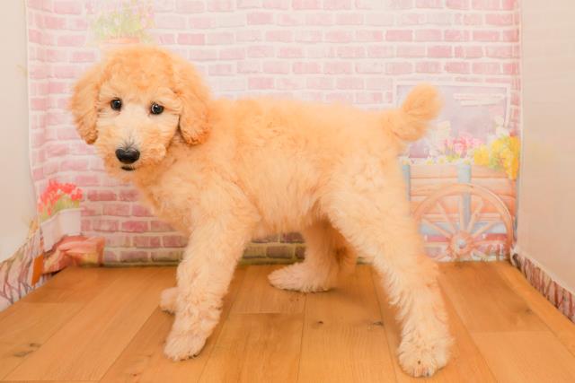 岩手県のスタンダードプードル (Coo&RIKU一関店/2025年9月25日生まれ/女の子/クリーム)の子犬の2枚目の画像