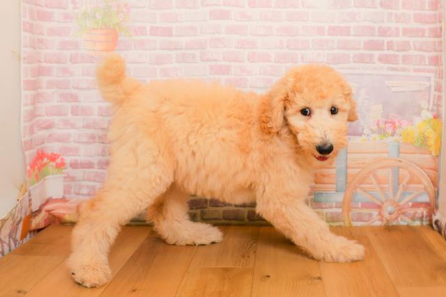 岩手県のスタンダードプードル (Coo&RIKU一関店/2025年9月25日生まれ/女の子/クリーム)の子犬の3枚目の画像