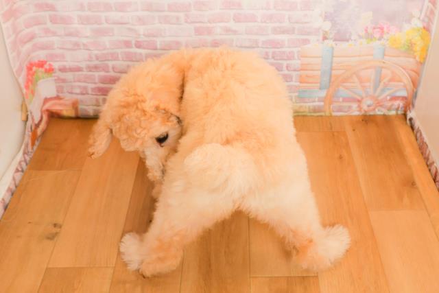 岩手県のスタンダードプードル (Coo&RIKU一関店/2025年9月25日生まれ/女の子/クリーム)の子犬の4枚目の画像
