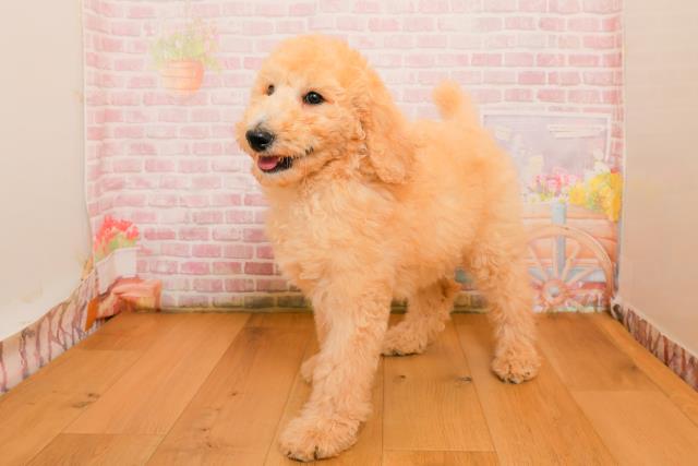 埼玉県のスタンダードプードル (Coo&RIKU川越店/2025年9月25日生まれ/女の子/クリーム)の子犬の2枚目の画像