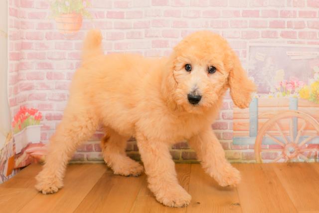 埼玉県のスタンダードプードル (Coo&RIKU川越店/2025年9月25日生まれ/女の子/クリーム)の子犬の3枚目の画像