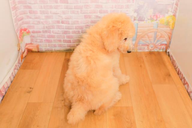 埼玉県のスタンダードプードル (Coo&RIKU川越店/2025年9月25日生まれ/女の子/クリーム)の子犬の4枚目の画像