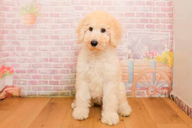 東京都のスタンダードプードル (Coo&RIKU福生店/2025年9月25日生まれ/女の子/クリーム)の子犬の1枚目の画像