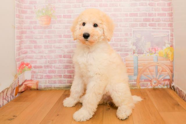 東京都のスタンダードプードル (Coo&RIKU福生店/2025年9月25日生まれ/女の子/クリーム)の子犬の2枚目の画像