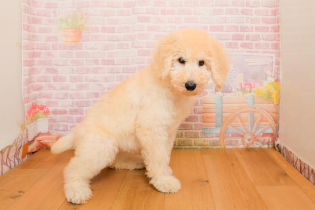 東京都のスタンダードプードル (Coo&RIKU福生店/2025年9月25日生まれ/女の子/クリーム)の子犬の3枚目の画像