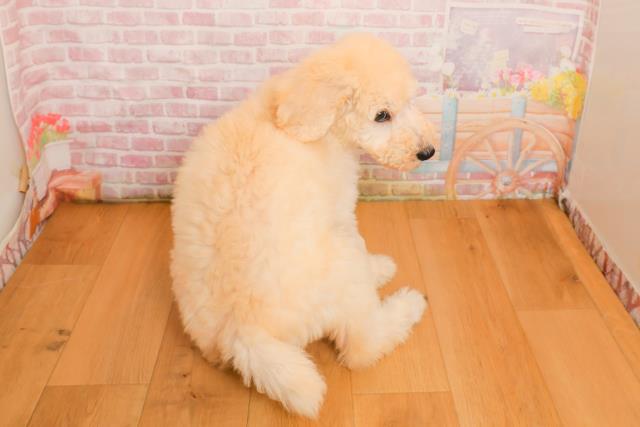 東京都のスタンダードプードル (Coo&RIKU福生店/2025年9月25日生まれ/女の子/クリーム)の子犬の4枚目の画像