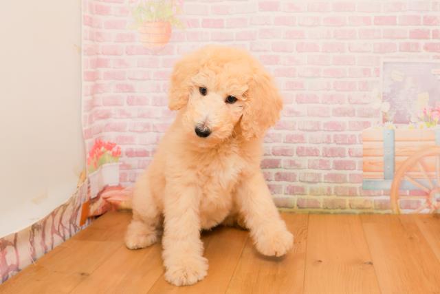 東京都のスタンダードプードル (Coo&RIKU立川店/2025年9月25日生まれ/女の子/クリーム)の子犬の1枚目の画像