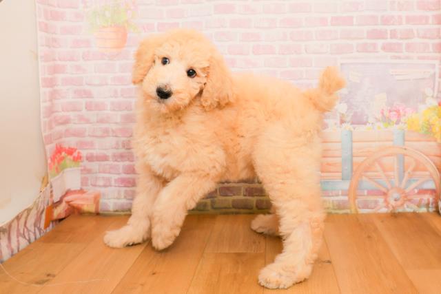 東京都のスタンダードプードル (Coo&RIKU立川店/2025年9月25日生まれ/女の子/クリーム)の子犬の2枚目の画像