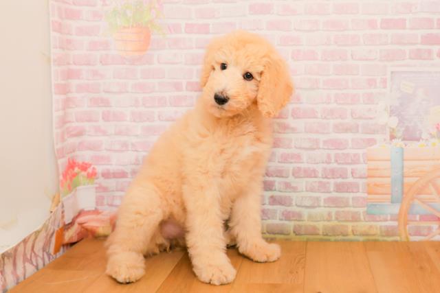 東京都のスタンダードプードル (Coo&RIKU立川店/2025年9月25日生まれ/女の子/クリーム)の子犬の3枚目の画像