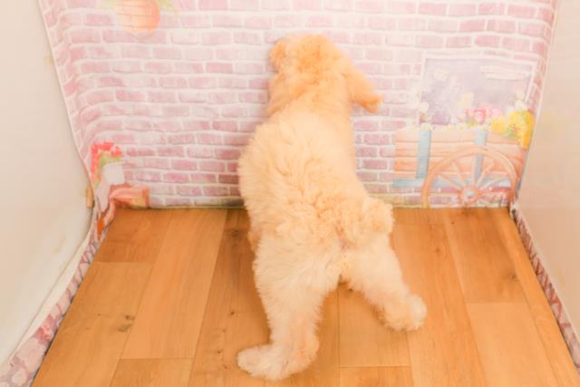 東京都のスタンダードプードル (Coo&RIKU立川店/2025年9月25日生まれ/女の子/クリーム)の子犬の4枚目の画像