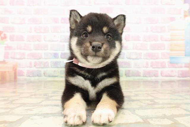 埼玉県の柴犬(標準サイズ) (Coo&RIKU川口戸塚店/2025年9月27日生まれ/女の子/黒)の子犬