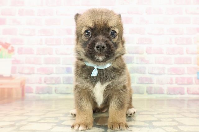 北海道のチワコーギー(チワワ×コーギー) (Coo&RIKU札幌東店/2025年9月27日生まれ/男の子/セーブルホワイト)の子犬の1枚目の画像