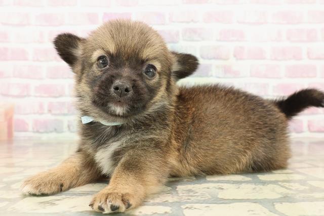 北海道のチワコーギー(チワワ×コーギー) (Coo&RIKU札幌東店/2025年9月27日生まれ/男の子/セーブルホワイト)の子犬の2枚目の画像