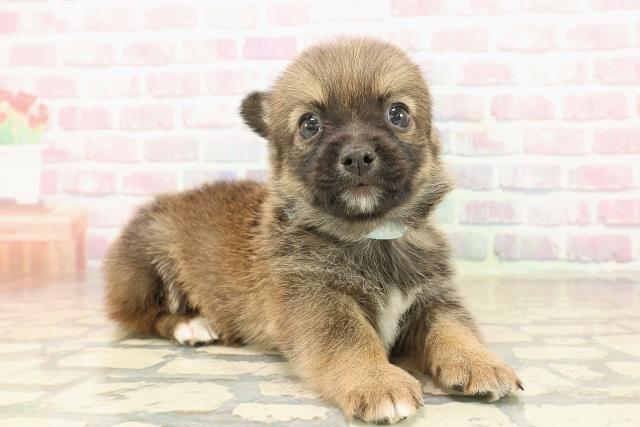 北海道のチワコーギー(チワワ×コーギー) (Coo&RIKU札幌東店/2025年9月27日生まれ/男の子/セーブルホワイト)の子犬の3枚目の画像