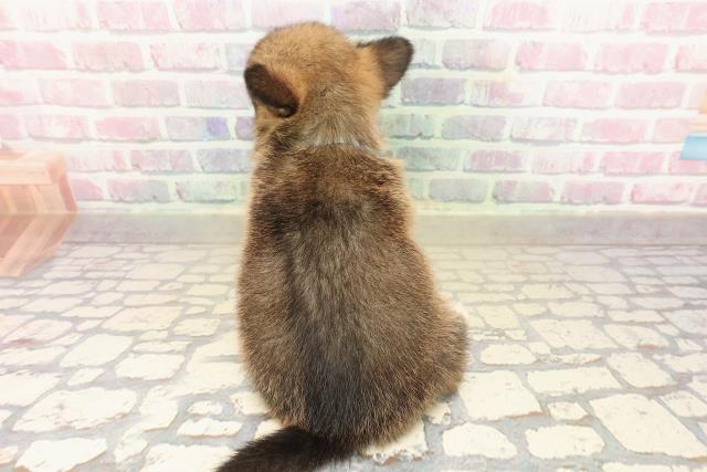 北海道のチワコーギー(チワワ×コーギー) (Coo&RIKU札幌東店/2025年9月27日生まれ/男の子/セーブルホワイト)の子犬の4枚目の画像