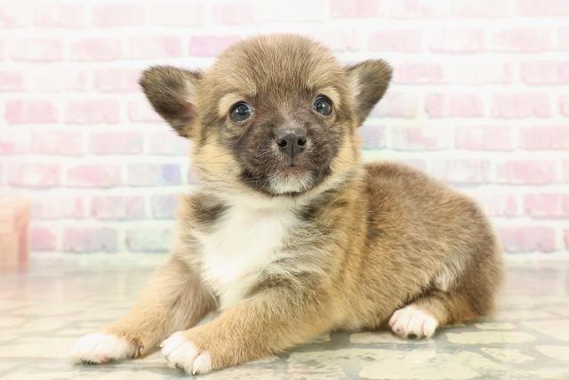 北海道のチワコーギー(チワワ×コーギー) (Coo&RIKU岩見沢店/2025年9月27日生まれ/男の子/セーブルホワイト)の子犬の2枚目の画像