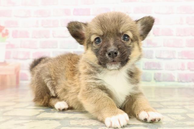 北海道のチワコーギー(チワワ×コーギー) (Coo&RIKU岩見沢店/2025年9月27日生まれ/男の子/セーブルホワイト)の子犬の3枚目の画像