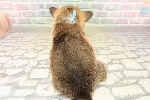 北海道のチワコーギー(チワワ×コーギー) (Coo&RIKU岩見沢店/2025年9月27日生まれ/男の子/セーブルホワイト)の子犬の4枚目の画像