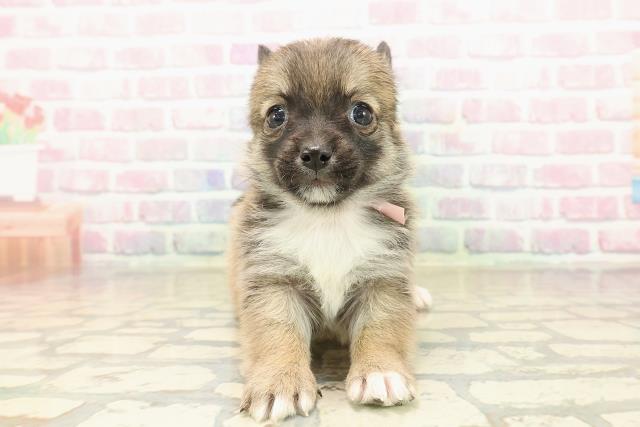 新潟県のチワコーギー(チワワ×コーギー) (Coo&RIKUイオンモール新発田店/2025年9月27日生まれ/女の子/セーブルホワイト)の子犬の1枚目の画像