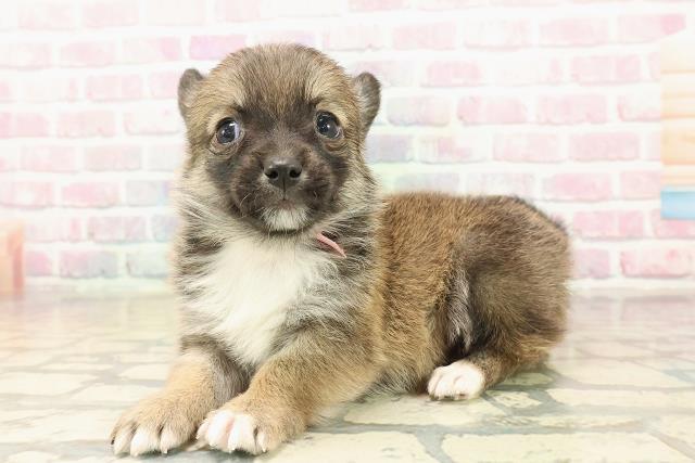 新潟県のチワコーギー(チワワ×コーギー) (Coo&RIKUイオンモール新発田店/2025年9月27日生まれ/女の子/セーブルホワイト)の子犬の2枚目の画像