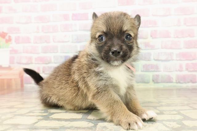 新潟県のチワコーギー(チワワ×コーギー) (Coo&RIKUイオンモール新発田店/2025年9月27日生まれ/女の子/セーブルホワイト)の子犬の3枚目の画像