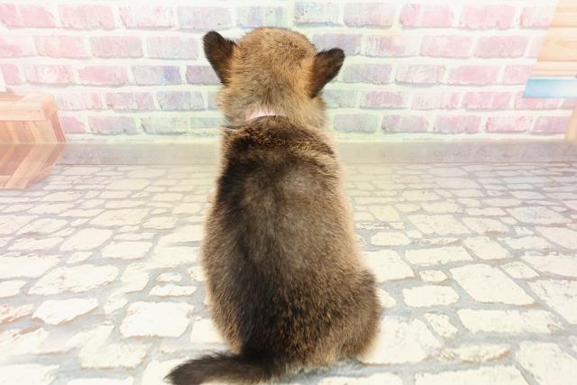 新潟県のチワコーギー(チワワ×コーギー) (Coo&RIKUイオンモール新発田店/2025年9月27日生まれ/女の子/セーブルホワイト)の子犬の4枚目の画像