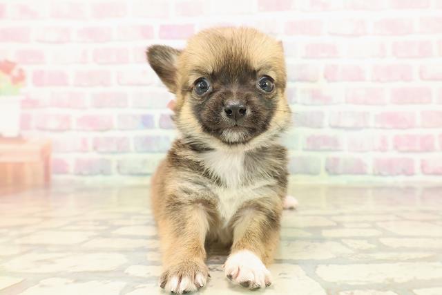 北海道のチワコーギー(チワワ×コーギー) (Coo&RIKU苫小牧店/2025年9月27日生まれ/女の子/セーブルホワイト)の子犬の1枚目の画像