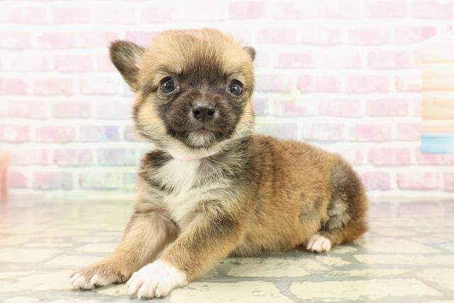 北海道のチワコーギー(チワワ×コーギー) (Coo&RIKU苫小牧店/2025年9月27日生まれ/女の子/セーブルホワイト)の子犬の2枚目の画像