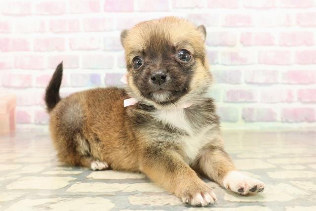 北海道のチワコーギー(チワワ×コーギー) (Coo&RIKU苫小牧店/2025年9月27日生まれ/女の子/セーブルホワイト)の子犬の3枚目の画像