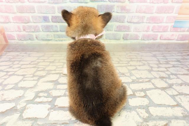 北海道のチワコーギー(チワワ×コーギー) (Coo&RIKU苫小牧店/2025年9月27日生まれ/女の子/セーブルホワイト)の子犬の4枚目の画像