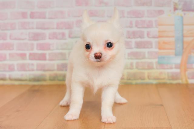 青森県のチワワ(ロング) (Coo&RIKU弘前店/2025年9月25日生まれ/男の子/クリームホワイト)の子犬