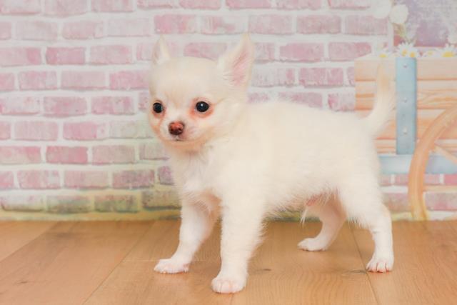 青森県のチワワ(ロング) (Coo&RIKU弘前店/2025年9月25日生まれ/男の子/クリームホワイト)の子犬の2枚目の画像