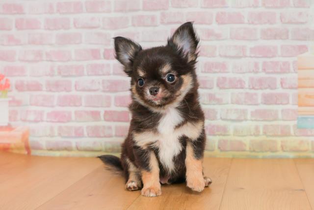 青森県のチワワ(ロング) (Coo&RIKU八戸店/2025年9月25日生まれ/男の子/ブラックタンホワイト)の子犬