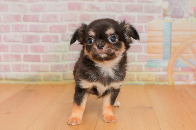 宮城県のチワワ(ロング) (Coo&RIKU仙台太白店/2025年9月25日生まれ/男の子/ブラックタンホワイト)の子犬