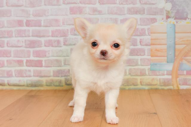 青森県のチワワ(ロング) (Coo&RIKU青森店/2025年9月25日生まれ/女の子/クリームホワイト)の子犬