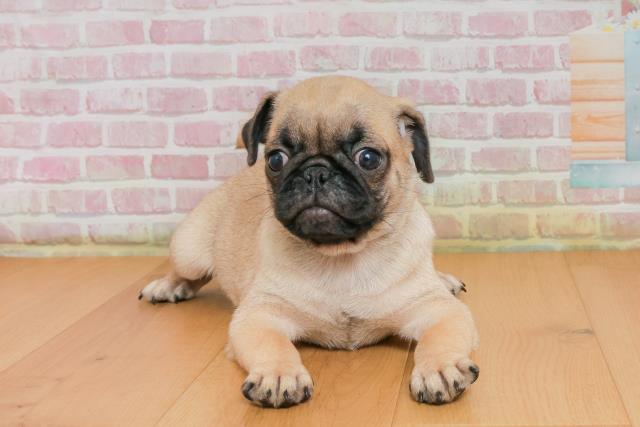 青森県のパグ (Coo&RIKU青森店/2025年9月25日生まれ/男の子/フォーン)の子犬の1枚目の画像