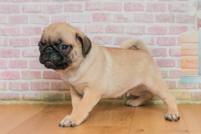 青森県のパグ (Coo&RIKU青森店/2025年9月25日生まれ/男の子/フォーン)の子犬の2枚目の画像