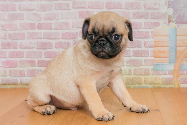 青森県のパグ (Coo&RIKU青森店/2025年9月25日生まれ/男の子/フォーン)の子犬の3枚目の画像