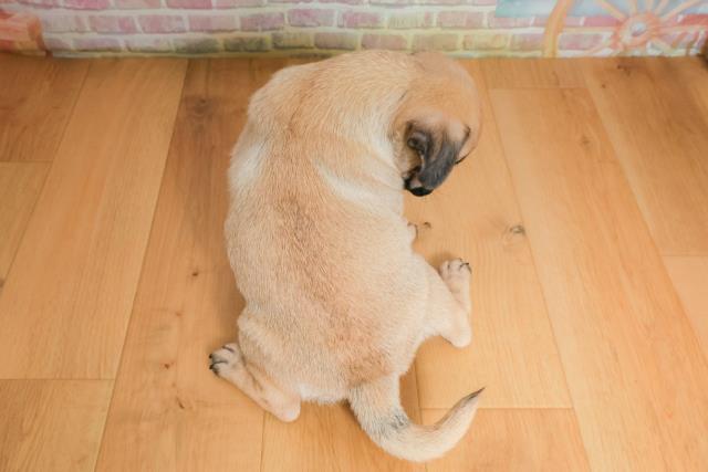 青森県のパグ (Coo&RIKU青森店/2025年9月25日生まれ/男の子/フォーン)の子犬の4枚目の画像